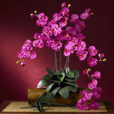 Любовь и орхидея