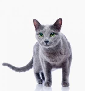 Кошка, которая сама по себе